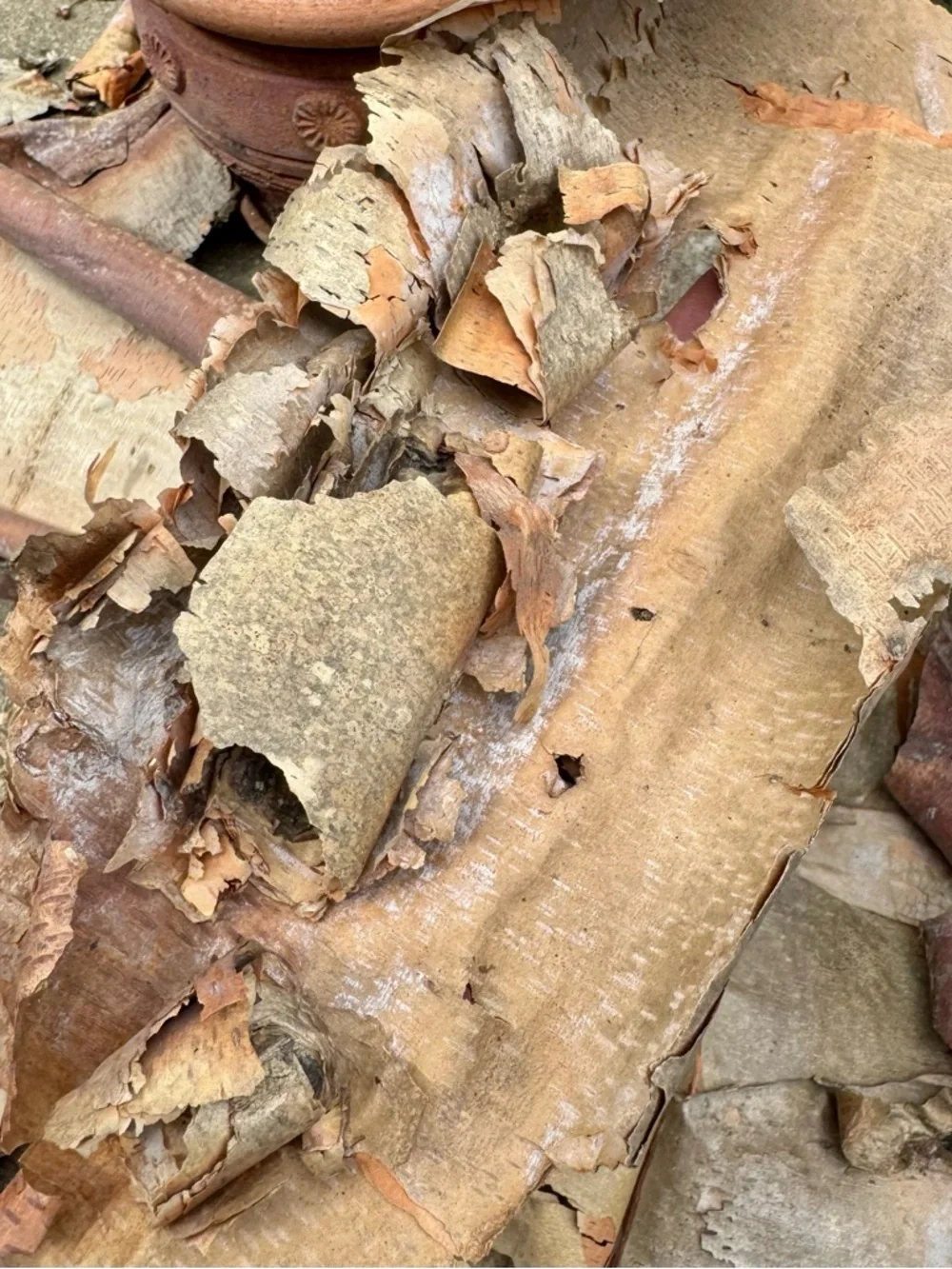 Beautifully Textured Natural River Birch Bark